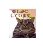 ジャッキーとチッチ2（個別スタンプ：26）