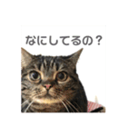 ジャッキーとチッチ2（個別スタンプ：27）