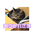 ジャッキーとチッチ2（個別スタンプ：29）