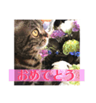 ジャッキーとチッチ2（個別スタンプ：30）