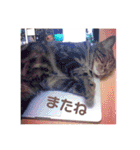 ジャッキーとチッチ2（個別スタンプ：34）