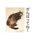 ジャッキーとチッチ2（個別スタンプ：35）