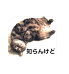 ジャッキーとチッチ2（個別スタンプ：36）