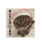 ジャッキーとチッチ2（個別スタンプ：38）