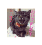 ジャッキーとチッチ2（個別スタンプ：39）