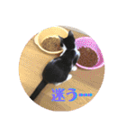 ジャッキーとチッチ2（個別スタンプ：40）