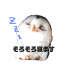メンフクロウ☆ミコトさんSTAMPパート①（個別スタンプ：3）