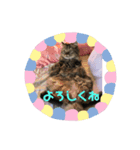 チンチラ柚子のスタンプ（個別スタンプ：3）