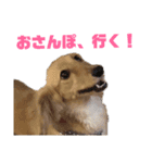 ミニチュアダックス～ゆず（個別スタンプ：1）