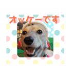ミニチュアダックス～ゆず（個別スタンプ：4）