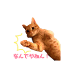 ちゃたまめの日常（個別スタンプ：1）