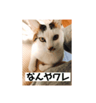 ちゃたまめの日常（個別スタンプ：6）
