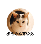 ちゃたまめの日常（個別スタンプ：7）