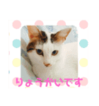 ちゃたまめの日常（個別スタンプ：12）