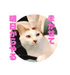 ちゃたまめの日常（個別スタンプ：13）