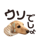 ミルクちゃんのひとりごと（個別スタンプ：13）