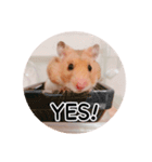 ハムスターのいる生活。日常スタンプ（個別スタンプ：1）