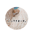 ハムスターのいる生活。日常スタンプ（個別スタンプ：3）