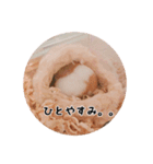ハムスターのいる生活。日常スタンプ（個別スタンプ：8）