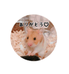 ハムスターのいる生活。日常スタンプ（個別スタンプ：10）