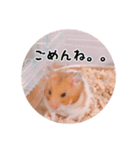 ハムスターのいる生活。日常スタンプ（個別スタンプ：11）