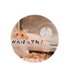ハムスターのいる生活。日常スタンプ（個別スタンプ：12）
