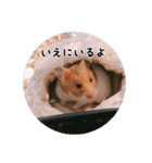 ハムスターのいる生活。日常スタンプ（個別スタンプ：15）