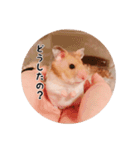 ハムスターのいる生活。日常スタンプ（個別スタンプ：17）