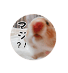 ハムスターのいる生活。日常スタンプ（個別スタンプ：20）