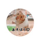 ハムスターのいる生活。日常スタンプ（個別スタンプ：21）