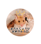 ハムスターのいる生活。日常スタンプ（個別スタンプ：22）