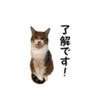 愛猫ぎんぺい、さくら、いちごのスタンプ（個別スタンプ：1）