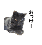 愛猫ぎんぺい、さくら、いちごのスタンプ（個別スタンプ：2）