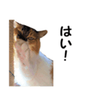 愛猫ぎんぺい、さくら、いちごのスタンプ（個別スタンプ：3）