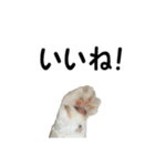 愛猫ぎんぺい、さくら、いちごのスタンプ（個別スタンプ：4）