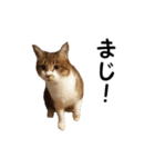 愛猫ぎんぺい、さくら、いちごのスタンプ（個別スタンプ：5）