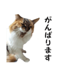 愛猫ぎんぺい、さくら、いちごのスタンプ（個別スタンプ：7）