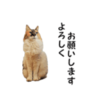 愛猫ぎんぺい、さくら、いちごのスタンプ（個別スタンプ：8）