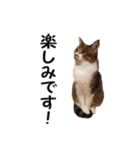 愛猫ぎんぺい、さくら、いちごのスタンプ（個別スタンプ：9）