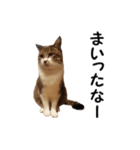 愛猫ぎんぺい、さくら、いちごのスタンプ（個別スタンプ：10）