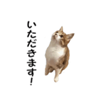 愛猫ぎんぺい、さくら、いちごのスタンプ（個別スタンプ：11）