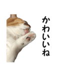 愛猫ぎんぺい、さくら、いちごのスタンプ（個別スタンプ：12）