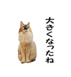 愛猫ぎんぺい、さくら、いちごのスタンプ（個別スタンプ：13）