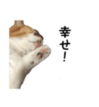 愛猫ぎんぺい、さくら、いちごのスタンプ（個別スタンプ：14）