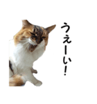 愛猫ぎんぺい、さくら、いちごのスタンプ（個別スタンプ：15）