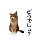 愛猫ぎんぺい、さくら、いちごのスタンプ（個別スタンプ：16）