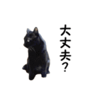 愛猫ぎんぺい、さくら、いちごのスタンプ（個別スタンプ：17）