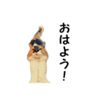 愛猫ぎんぺい、さくら、いちごのスタンプ（個別スタンプ：18）