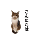 愛猫ぎんぺい、さくら、いちごのスタンプ（個別スタンプ：19）