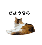 愛猫ぎんぺい、さくら、いちごのスタンプ（個別スタンプ：20）